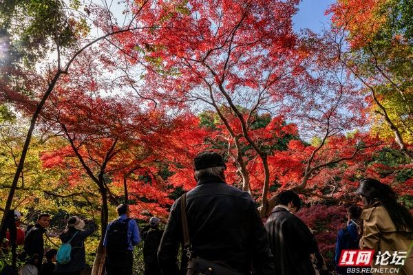 湖南烈士公园槭树湾：深秋不可错过的城市彩色秘境