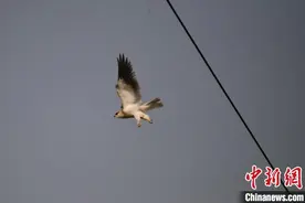 广西昭平生态美 国家二级保护动物黑翅鸢空中“起舞”图片