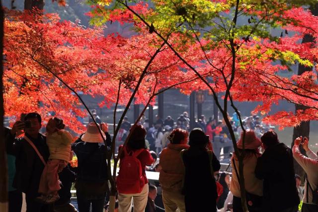 栖霞山人气爆棚，红叶超长待机！@友友们，错峰更有乐趣哦~