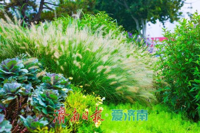 一年四季 泉在济南丨经十路奥体中路街角花园雨后焕新颜