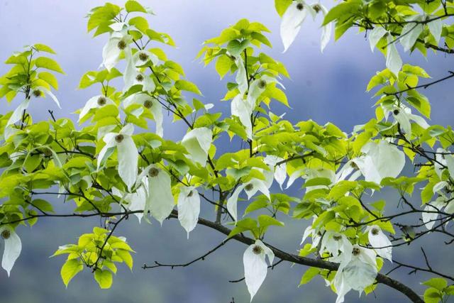 中国大陆首个！黄龙国家级风景名胜区获国际暗夜公园认证——璀璨星空下的生态典范，全球瞩目的暗夜之美
