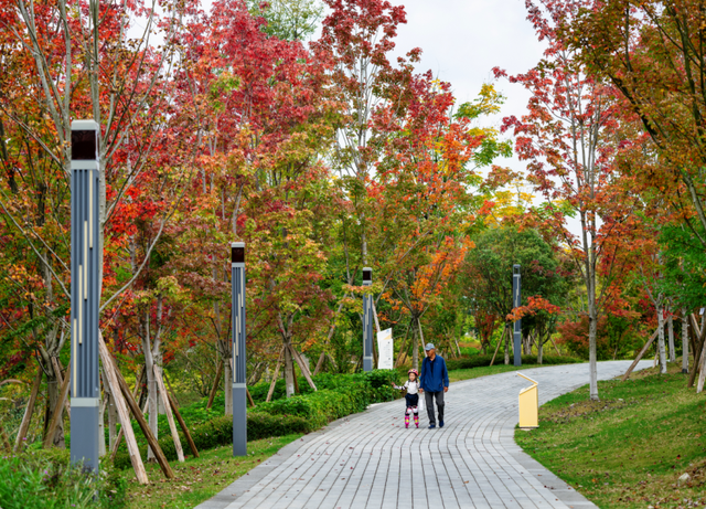 绝美！成都红枫进入最佳观赏期！线路来啦