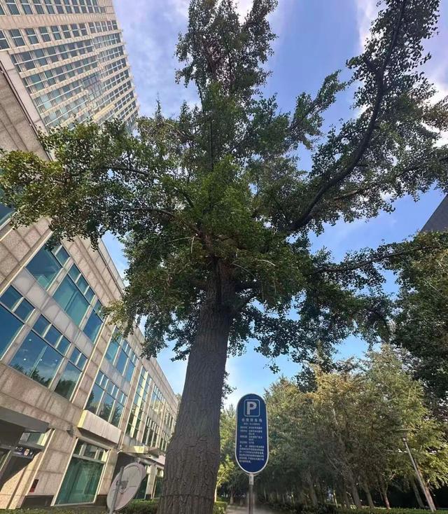 北京古树 家国情怀 国庆古树游线等您来体验