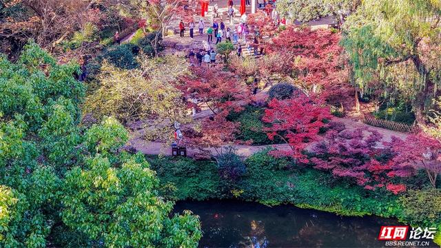 岁暖时刻丨这个季节的岳麓山，连风都是温柔的