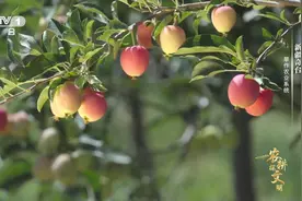 新疆人自带隐藏技能？在家就可以自制果丹皮图片