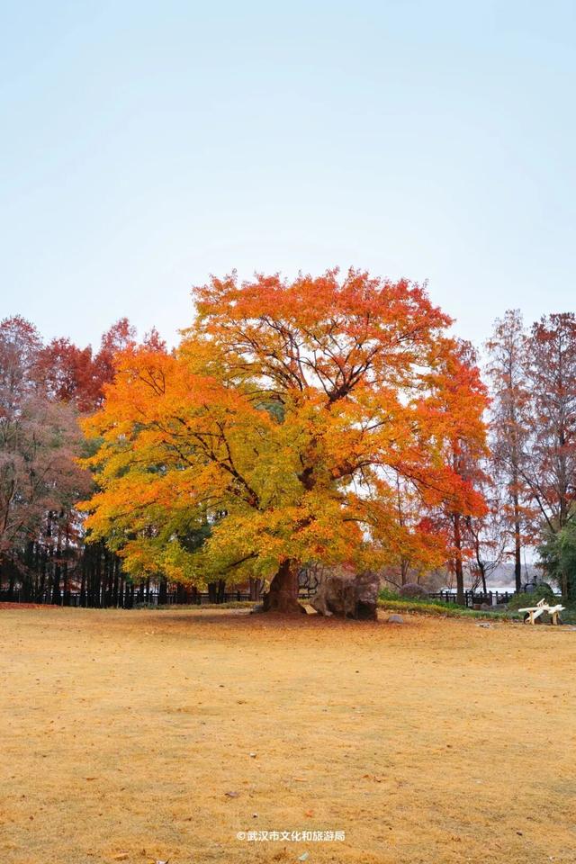 武汉为百年古树建公园，免费开放！
