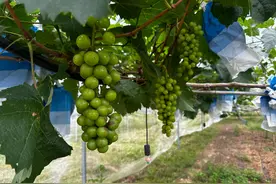 闯出精彩丨临高村民王勤回家创建百亩葡萄种植基地 带动当地群众一同致富图片