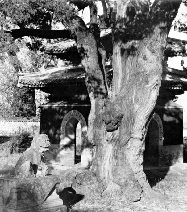 旧京图说｜京西大觉寺：历经千年风雨，古木参天、清泉环绕
