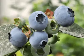 乡村“新”事丨万棵蓝莓树结新果  库尔勒将掀采摘热图片