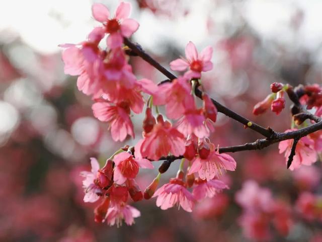 腊八至，春已近！七星岩这片桃红樱粉，是春天递来的浪漫预告~