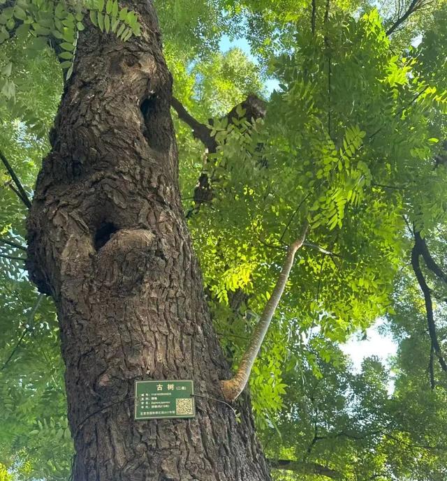 北京古树 家国情怀 国庆古树游线等您来体验