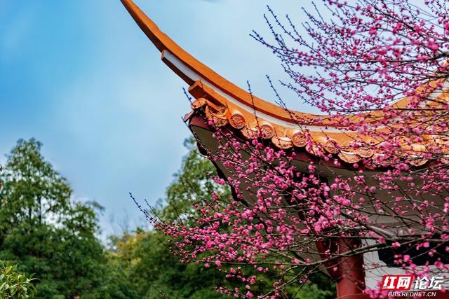 组图丨黛瓦红梅，是藏在石峰公园里的中式浪漫