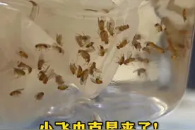 小飞虫克星来了！超简易自制陷阱效果惊人，网友：这不比电蚊拍还牛图片