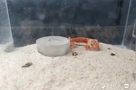 外形奇特、饲养简单，异宠带给年轻人不一样的饲养体验图片