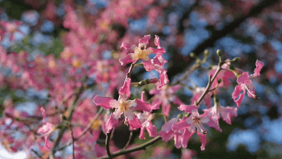 最美松湖｜秋冬花界“天花板”，快来这些地方赏异木棉