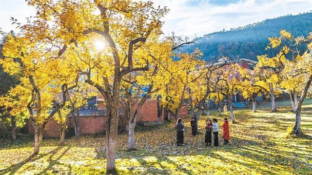 当梨园披上冬日的霜