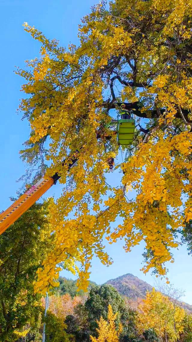 同为1300岁，武汉两株“银杏王”满树堆金