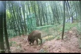 与野猪的中场“战事”图片
