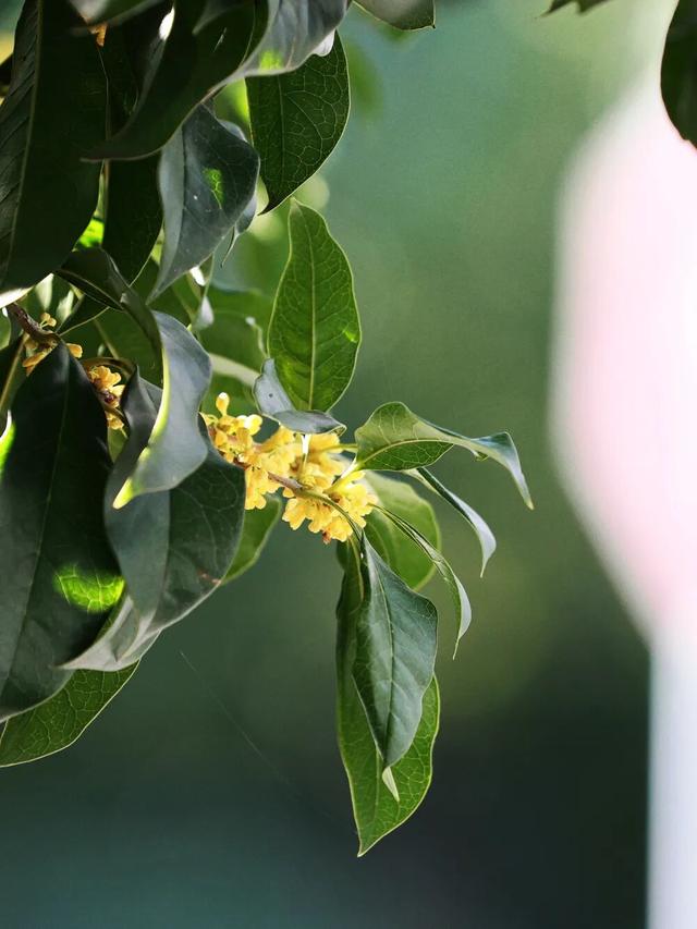在嘉定街头，邂逅一场「秋日限定」香气
