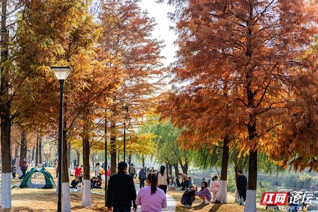 穿过林影与水光，走进长沙圭塘河的暖冬图景