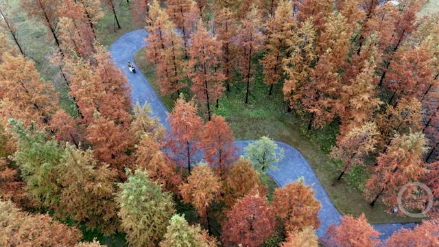 “口袋公园”冬景美