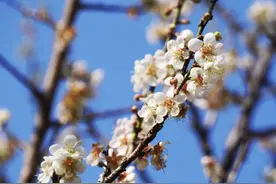 赏梅佳期！直击黄埔香雪公园盛花期赏梅盛况图片