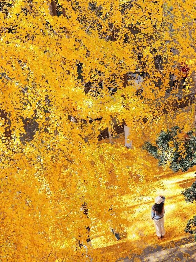 人少景美！洪山5处打卡地，周末约起