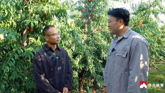 文化中国行丨寒露时节探访山东省泰安市岱岳区马庄镇：沃野凝香蜜桃醉秋