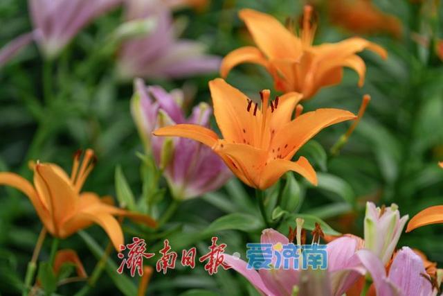 一年四季 泉在济南丨盛夏七月，济南红叶谷景区百合花迎来最佳观赏期