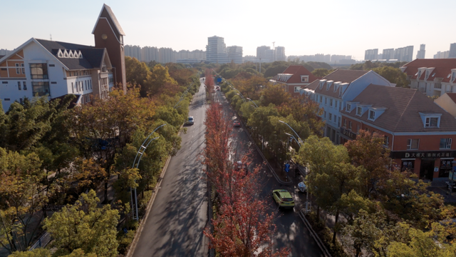 别眨眼！罗店马路秋色，一街一帧画正在限时上映
