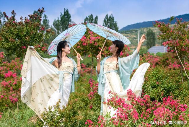 沂蒙花海紫薇园里，各色紫薇花盛开