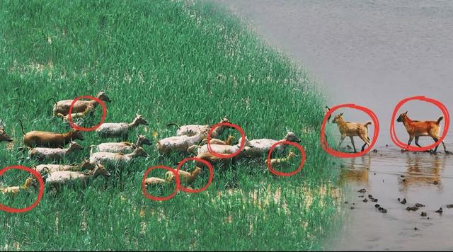 “京津绿肺”七里海生机勃发美景如画