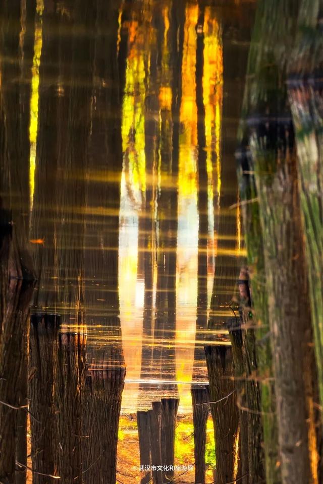 武汉这片杉树林，喀纳斯啊你！
