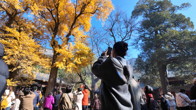 暖风熏得游人醉！济南“赏叶经济”的留客密码