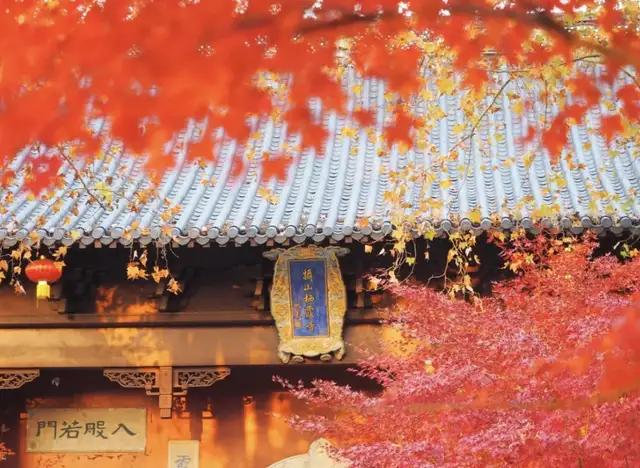 体荟四季|秋日遛娃去哪?答案藏在这5座森林公园里
