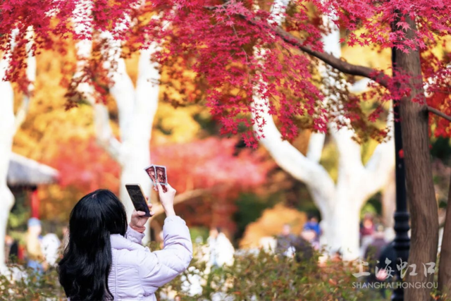 上海顶级秋景！藏着传统中国色→