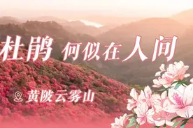 点名“杜鹃”！黄陂云雾山喊你赏满山花海图片