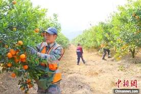 （新春走基层）广西武鸣沃柑串起百亿大产业图片