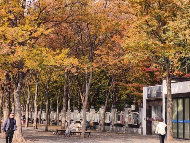 在静安，藏着一处红枫黛瓦的冬日中式美学“顶流”，猜猜在哪里？