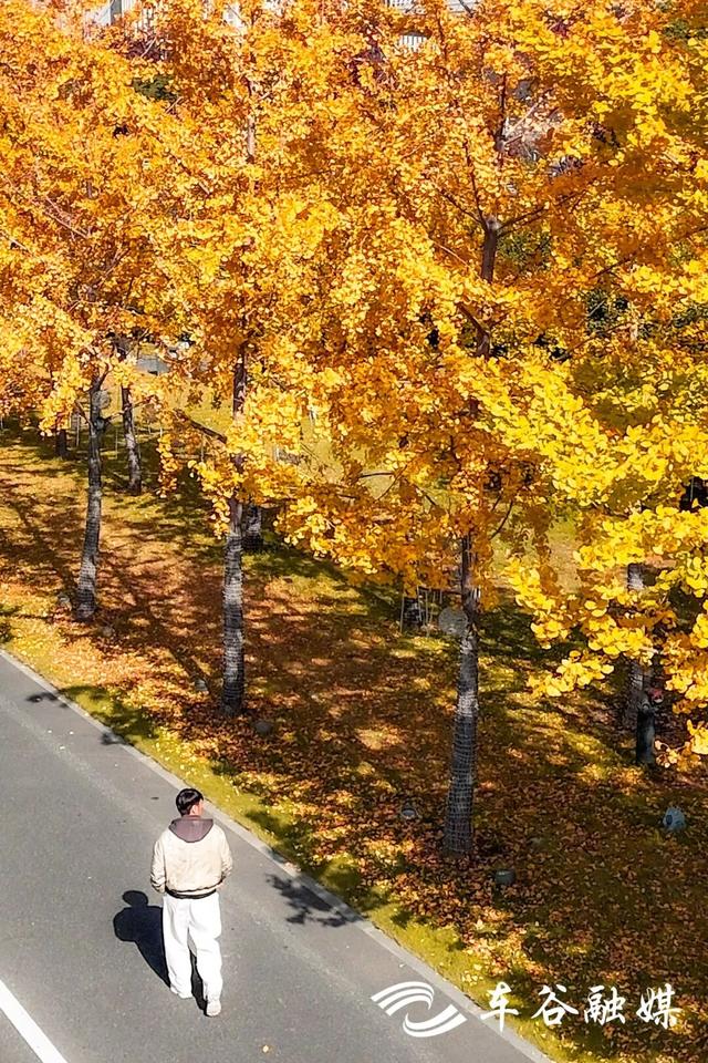 橙黄橘绿时 武汉经开区斑斓如画