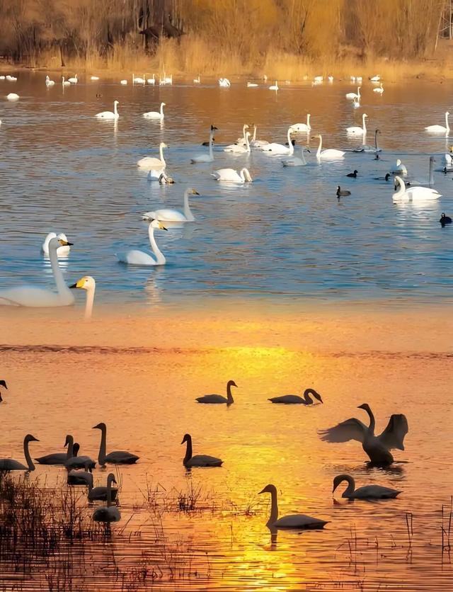 这份“河南冬日色卡”，每一帧都是壁纸