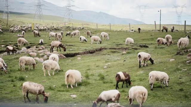 2026大皖研学夏令营·青海篇｜移动城堡房车6日营