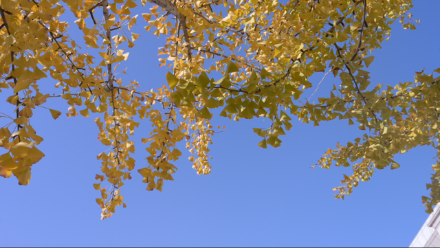 来横沙岛的秋风里，寻一抹中国黄