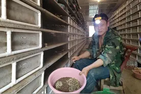 河南鲁山县：“慢”蜗牛爬上致富“快”车道图片