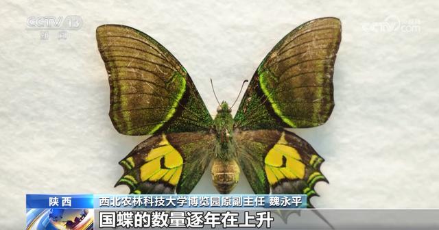文化中国行丨探秘中华第一“虫羽”宝库 来这上一堂最生动自然课