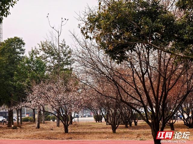 深冬腊月，去安乡八芒星广场寻找第一缕花香