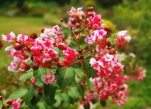 紫薇花盛放！上海这个古典园林盛夏满庭芳→
