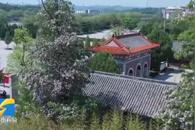 畅游齐鲁｜栖霞：楸树开花惹人醉图片