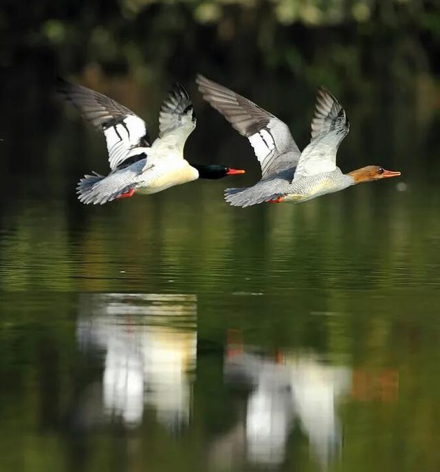 万羽齐飞！鄱阳湖观鸟季拉开序幕
