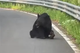 黑熊受伤蹲路中，过路司机忙报警，林草局：正联手警方寻找救助图片